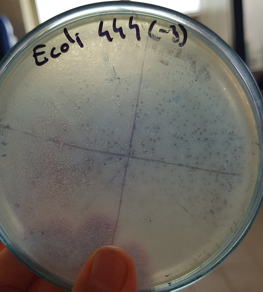 Escherichia coli bacteriophage 100444A