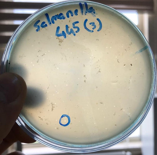 Salmonella bacteriophage 200445D