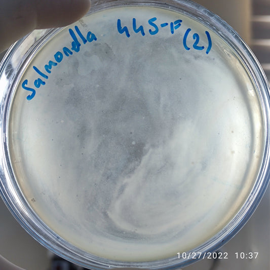 Salmonella bacteriophage 200445F