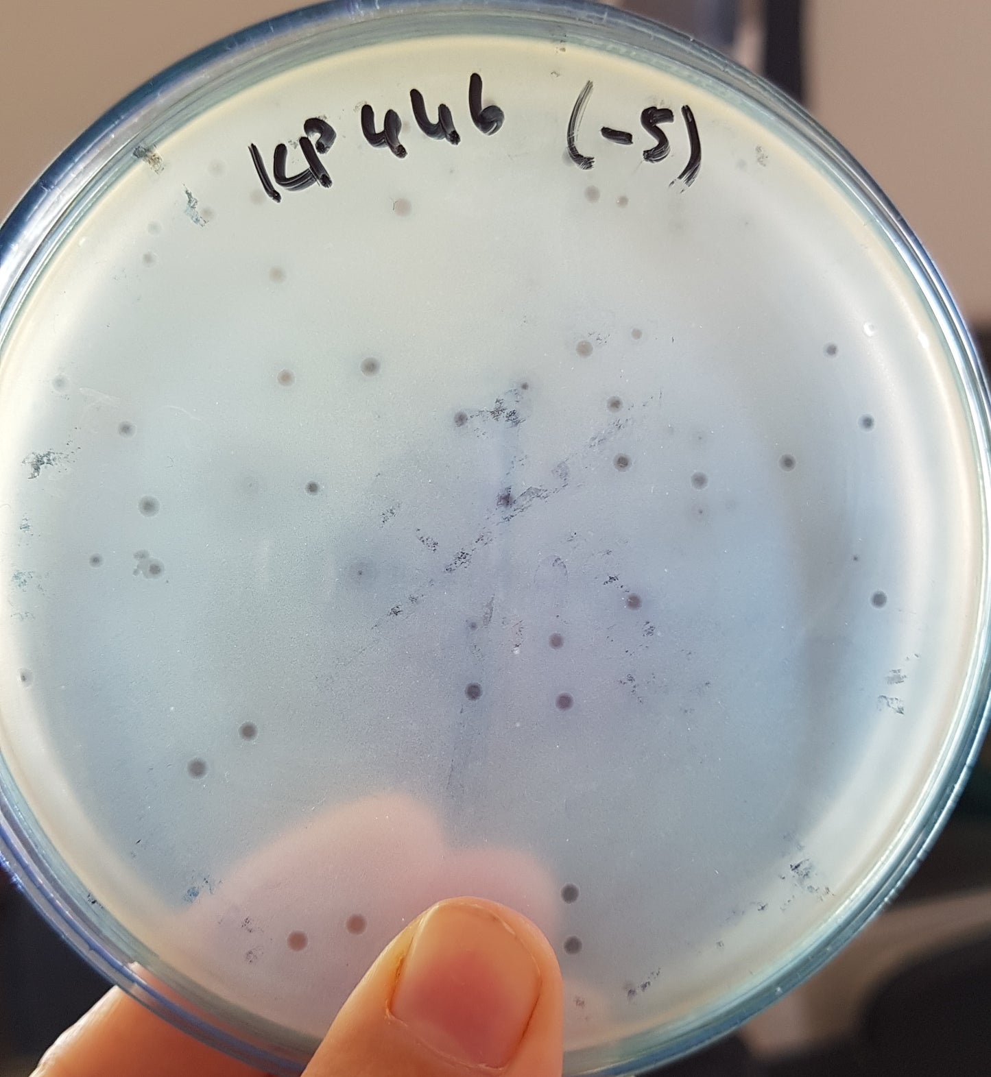 Klebsiella pneumoniae bacteriophage 180446