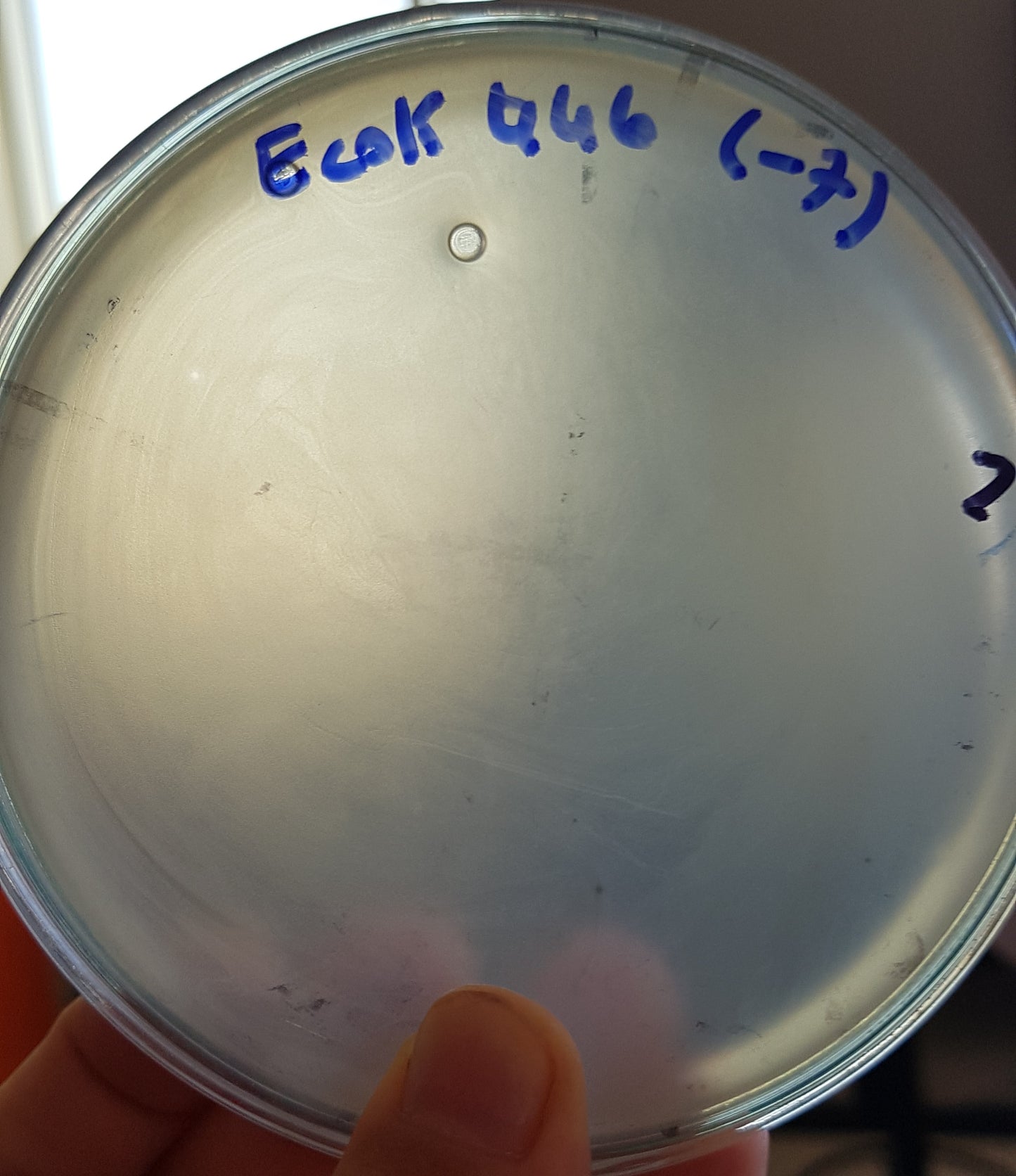 Escherichia coli bacteriophage 100446A