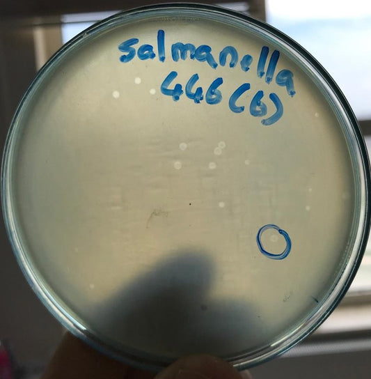 Salmonella bacteriophage 200446D