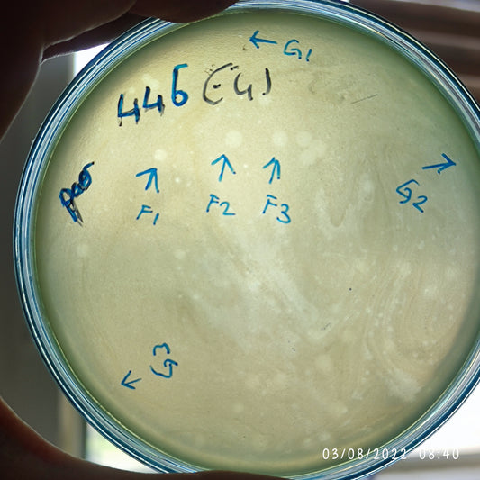 Pseudomonas aeruginosa bacteriophage 130446F