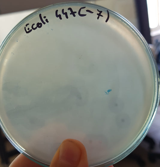 Escherichia coli bacteriophage 100447A