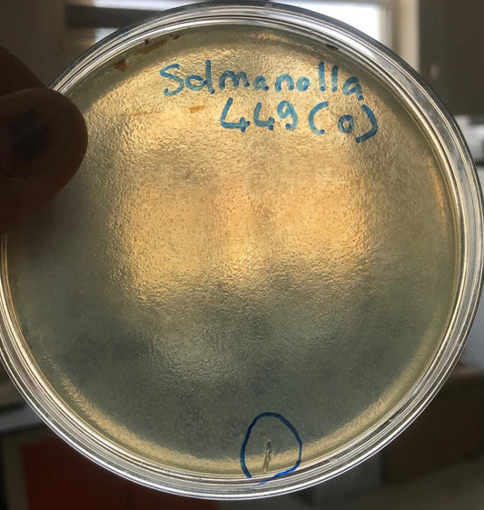 Salmonella bacteriophage 200449D