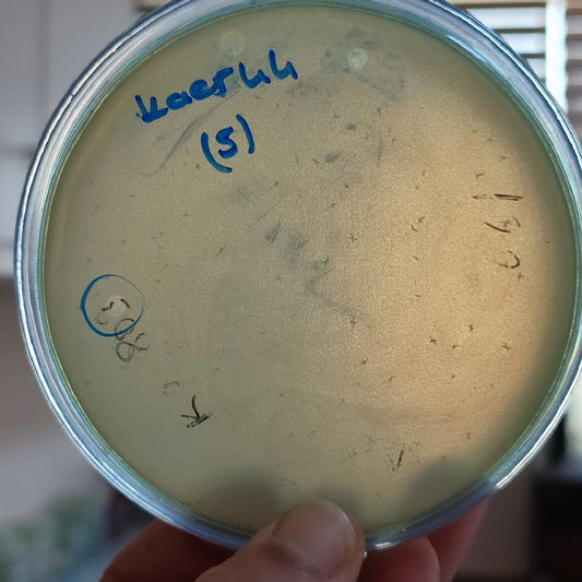 Klebsiella aerogenes bacteriophage 188044D