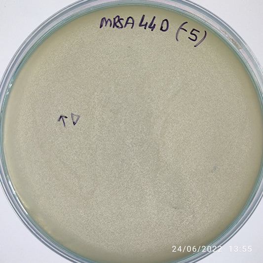 Staphylococcus aureus bacteriophage 150044D