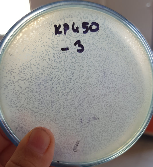 Klebsiella pneumoniae bacteriophage 180450A