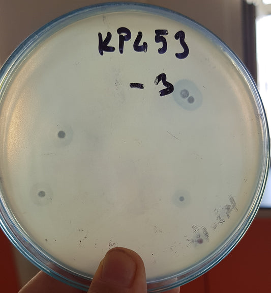 Klebsiella pneumoniae bacteriophage 180453A