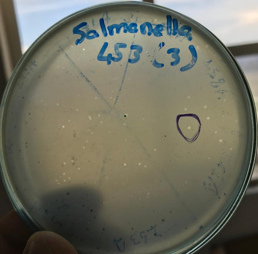 Salmonella bacteriophage 200453D