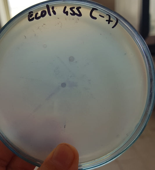 Escherichia coli bacteriophage 100455A