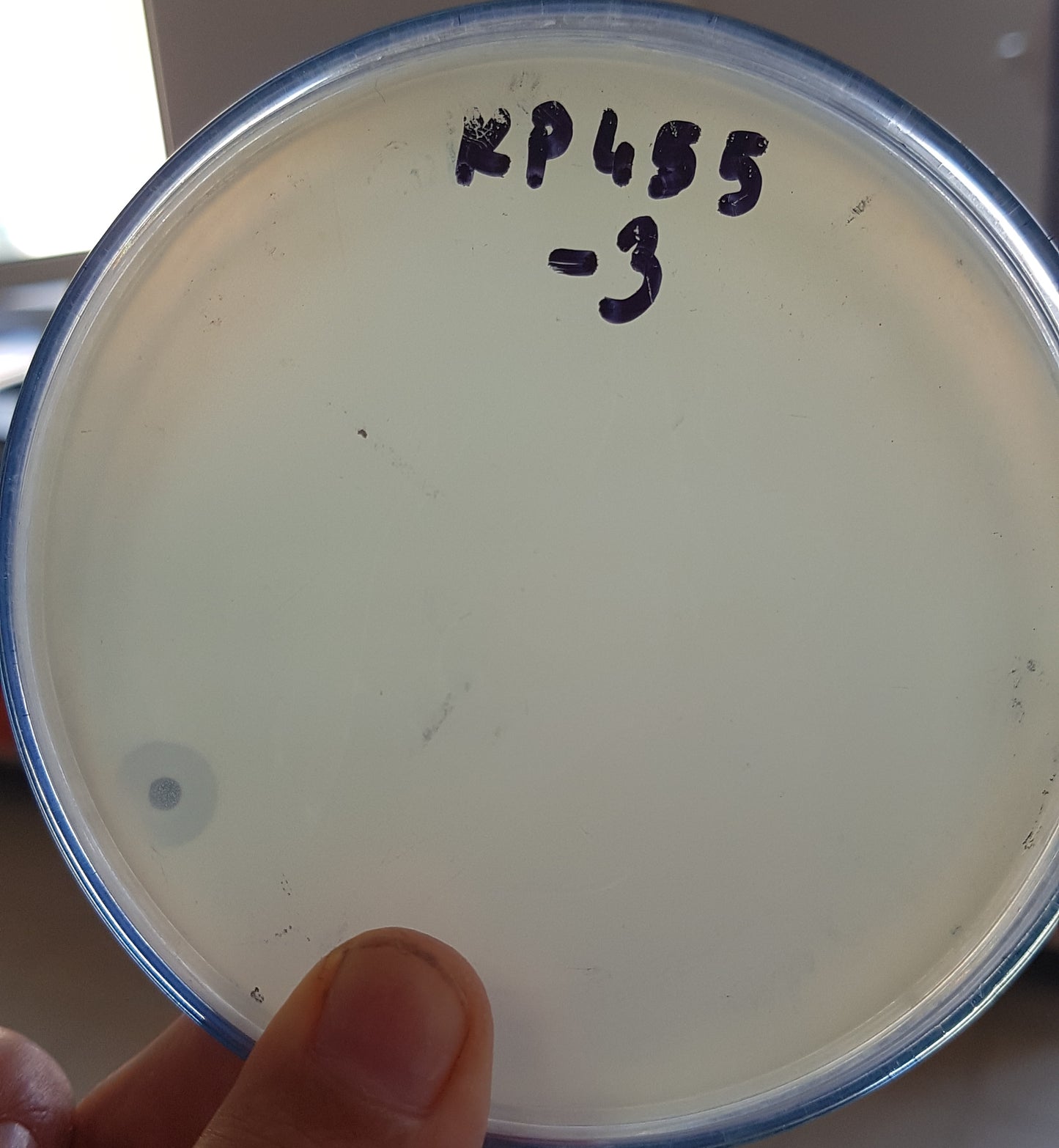 Klebsiella pneumoniae bacteriophage 180455A