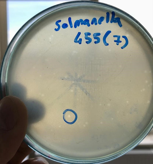Salmonella bacteriophage 200455D