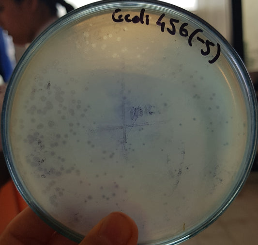 Escherichia coli bacteriophage 100456A