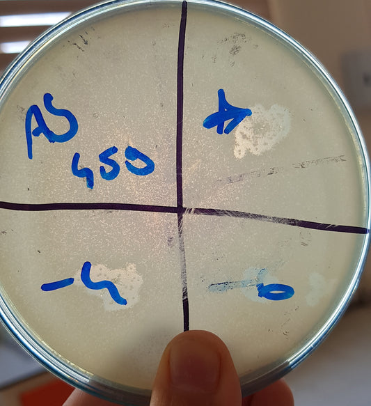 Acinetobacter baumannii bacteriophage 120459A