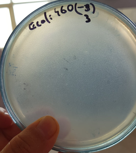 Escherichia coli bacteriophage 100460A