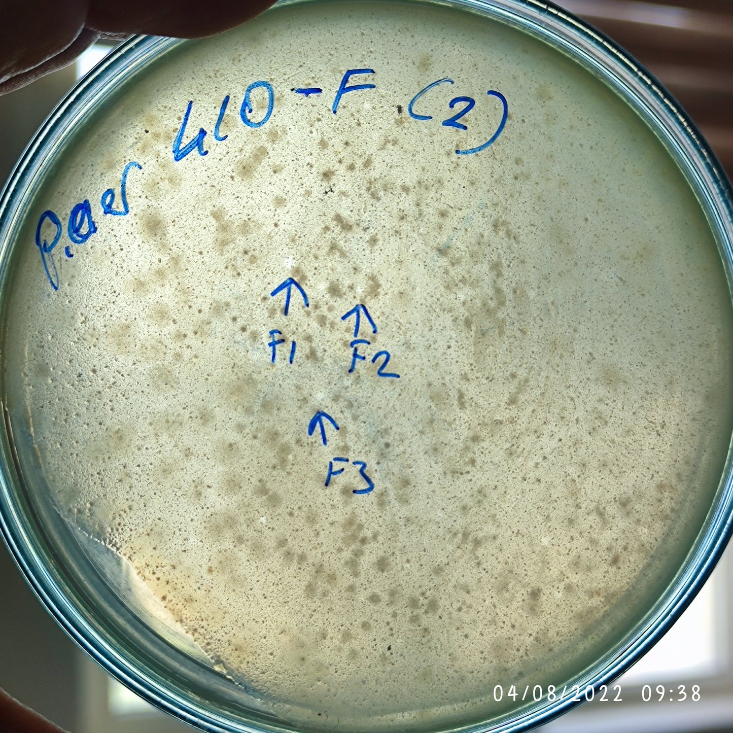 Pseudomonas aeruginosa bacteriophage 130410F