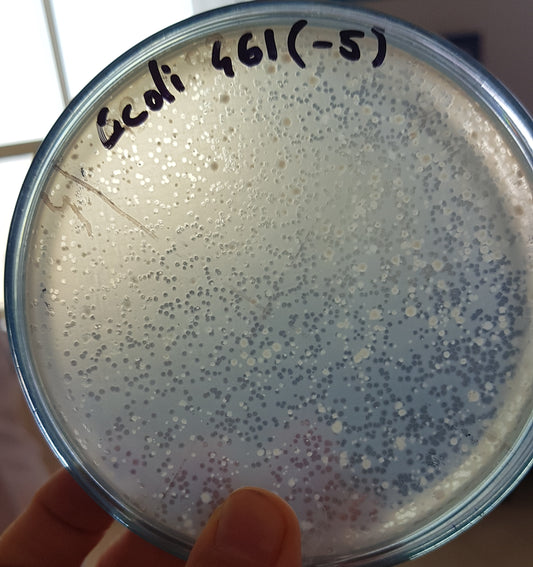 Escherichia coli bacteriophage 100461A