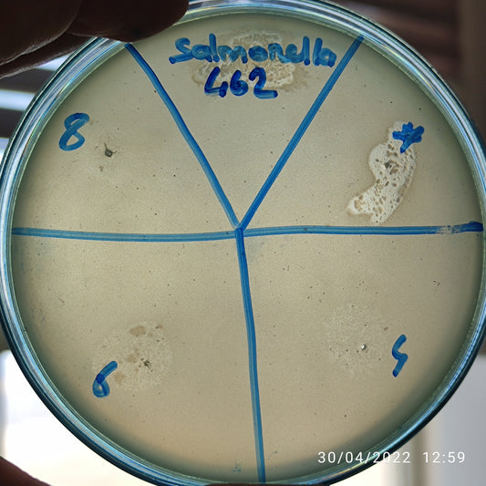 Salmonella bacteriophage 200462D