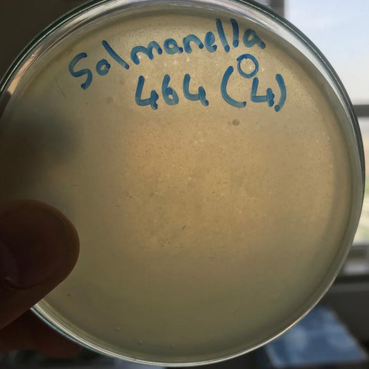 Salmonella bacteriophage 200464D