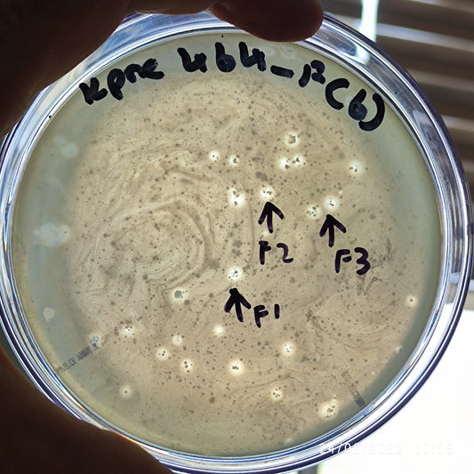 Klebsiella pneumoniae bacteriophage 180464F