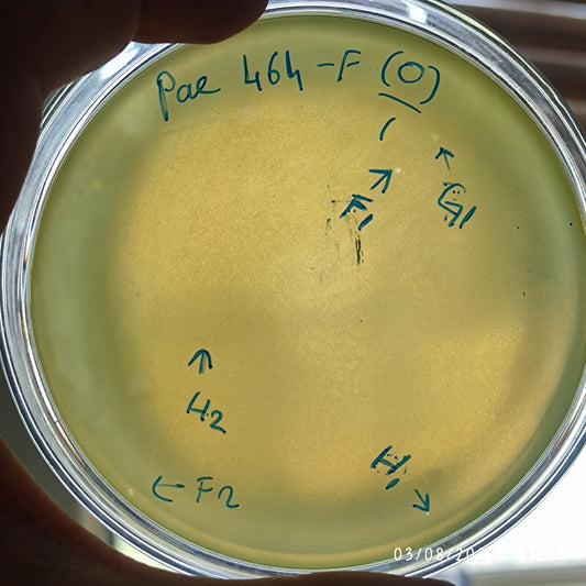 Pseudomonas aeruginosa bacteriophage 130464F