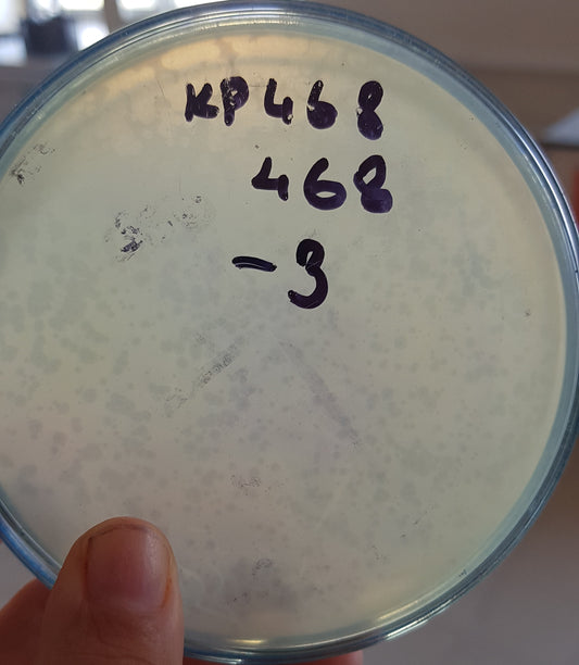 Klebsiella pneumoniae bacteriophage 180468A