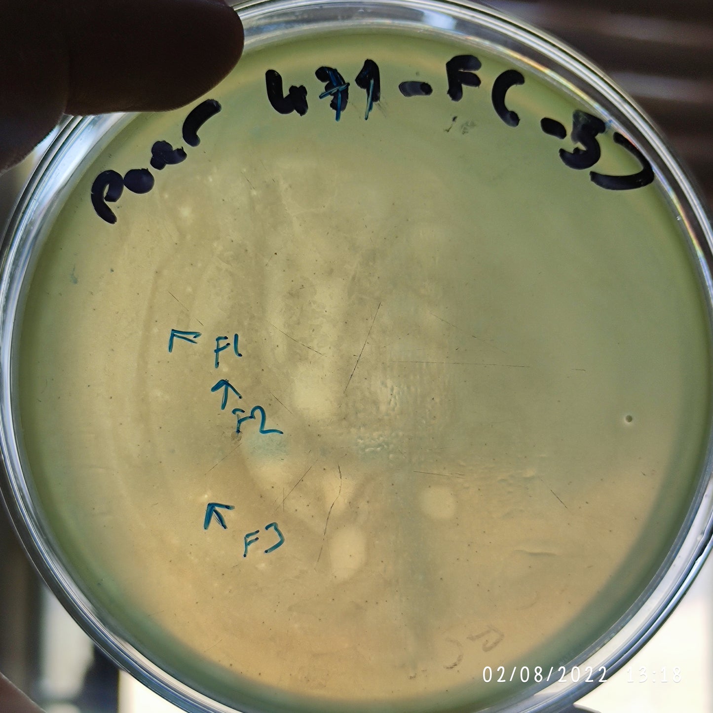 Pseudomonas aeruginosa bacteriophage 130471F