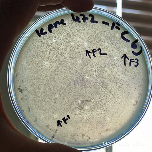 Klebsiella pneumoniae bacteriophage 180472F