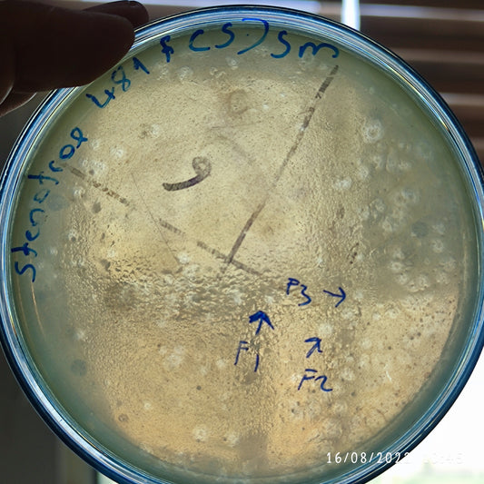 Stenotrophomonas maltophilia bacteriophage 200481F