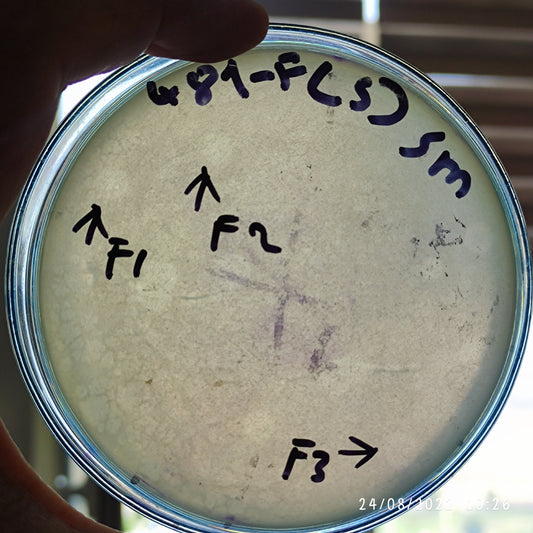 Klebsiella pneumoniae bacteriophage 180481F