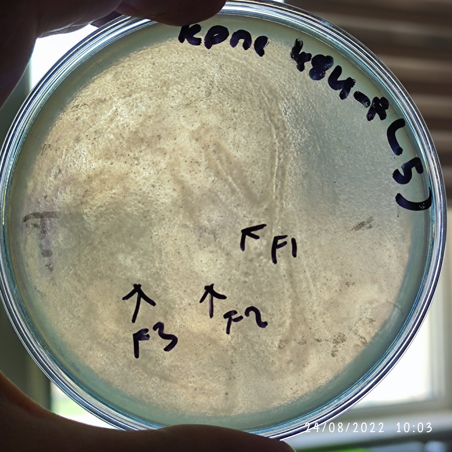 Klebsiella pneumoniae bacteriophage 180484F