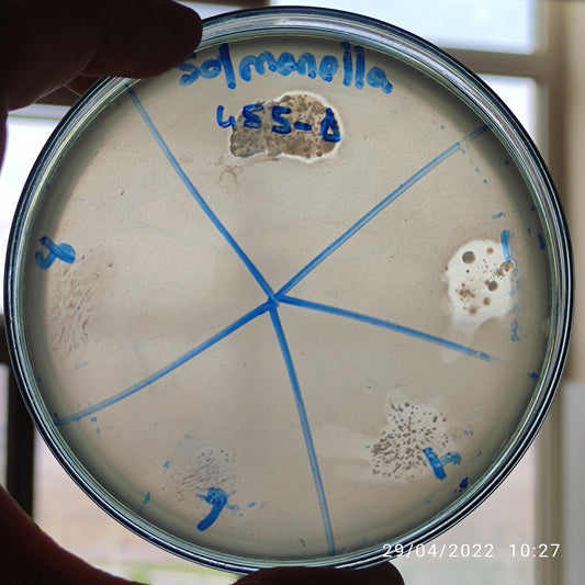 Salmonella bacteriophage 200485D