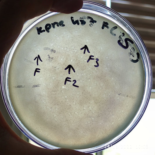 Klebsiella pneumoniae bacteriophage 180487F