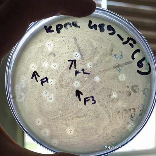 Klebsiella pneumoniae bacteriophage 180489F