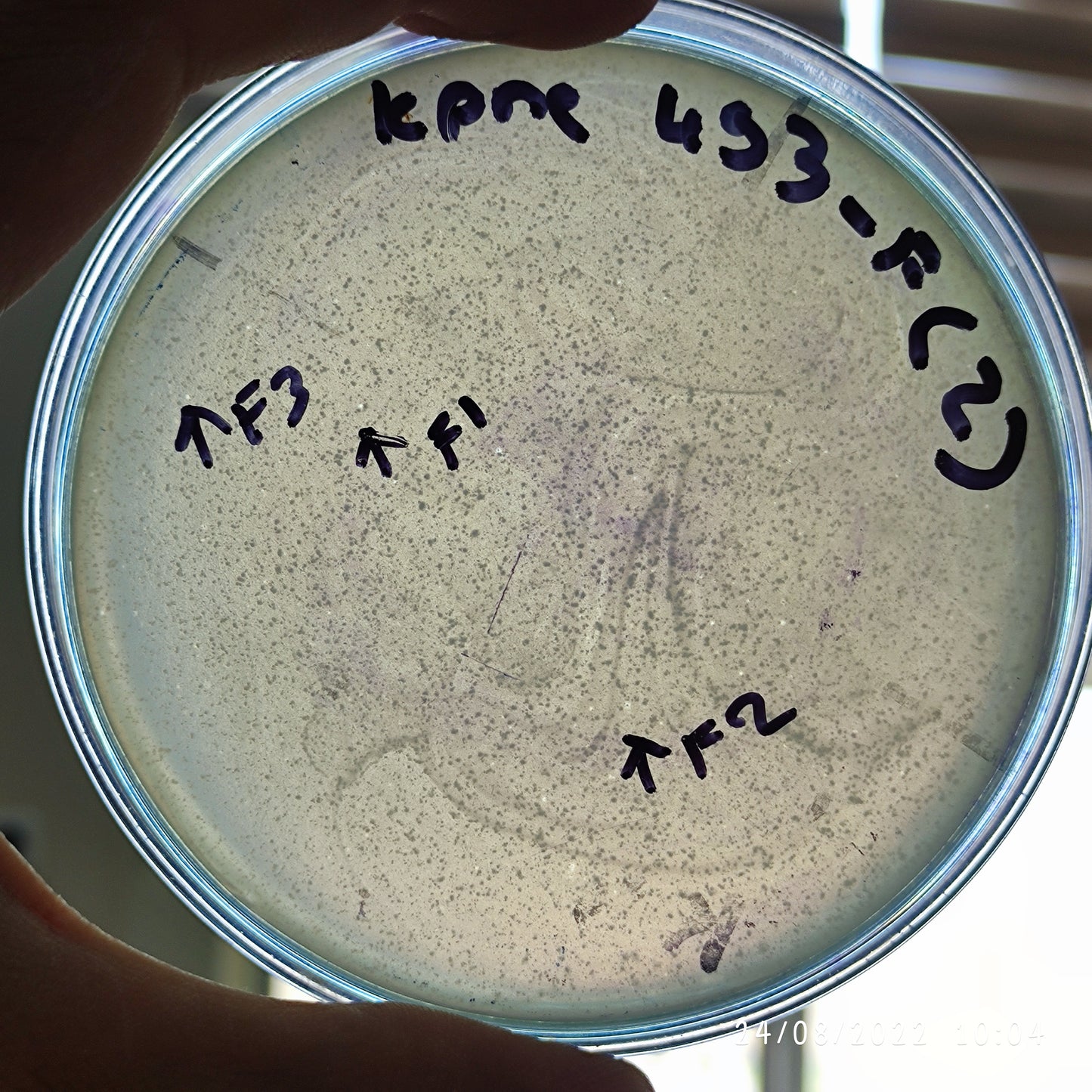 Klebsiella pneumoniae bacteriophage 180493F