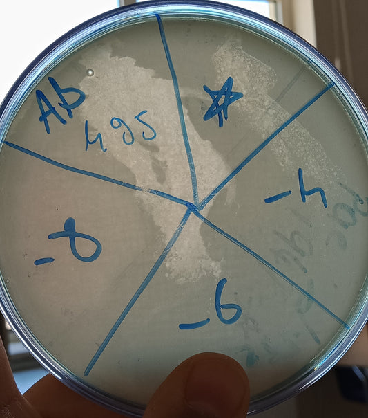 Acinetobacter baumannii bacteriophage 120495A