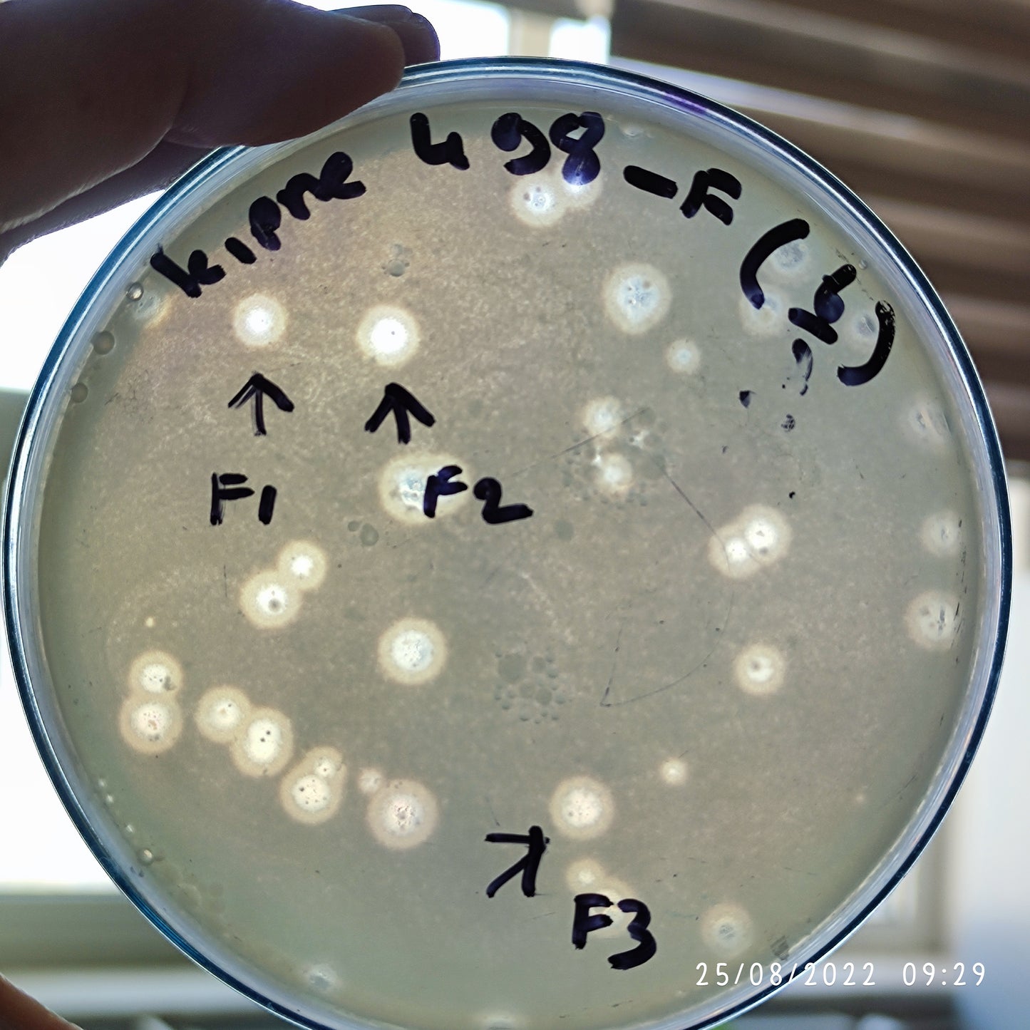 Klebsiella pneumoniae bacteriophage 180498F