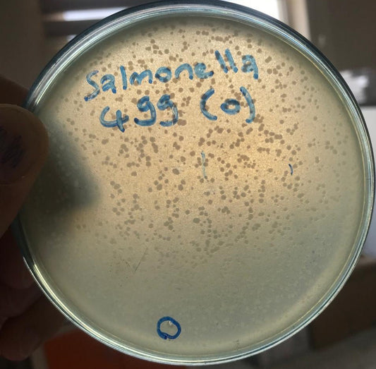 Salmonella bacteriophage 200499D