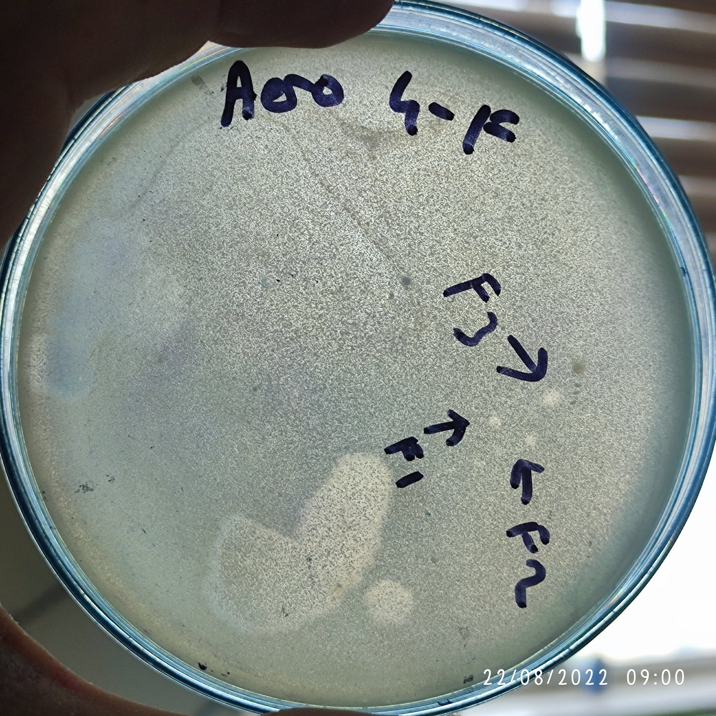 Aeromonas eucrenophila bacteriophage 200004F