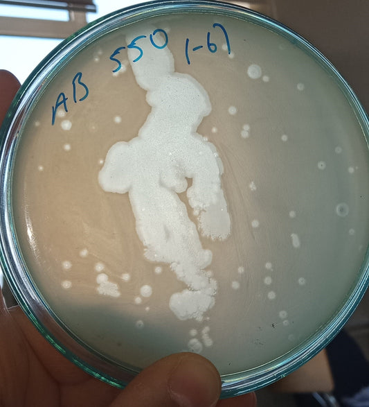 Acinetobacter baumannii bacteriophage 120550A