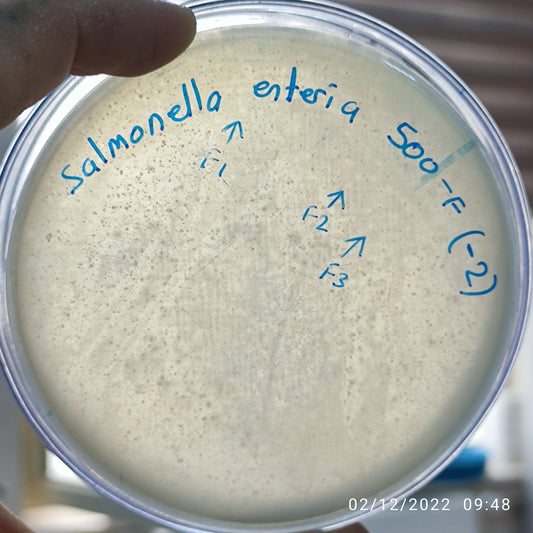 Salmonella enterica bacteriophage 200500F
