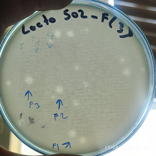 Lactobacillus bacteriophage 200502F