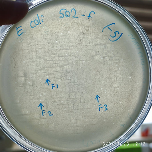 Escherichia coli bacteriophage 100502F