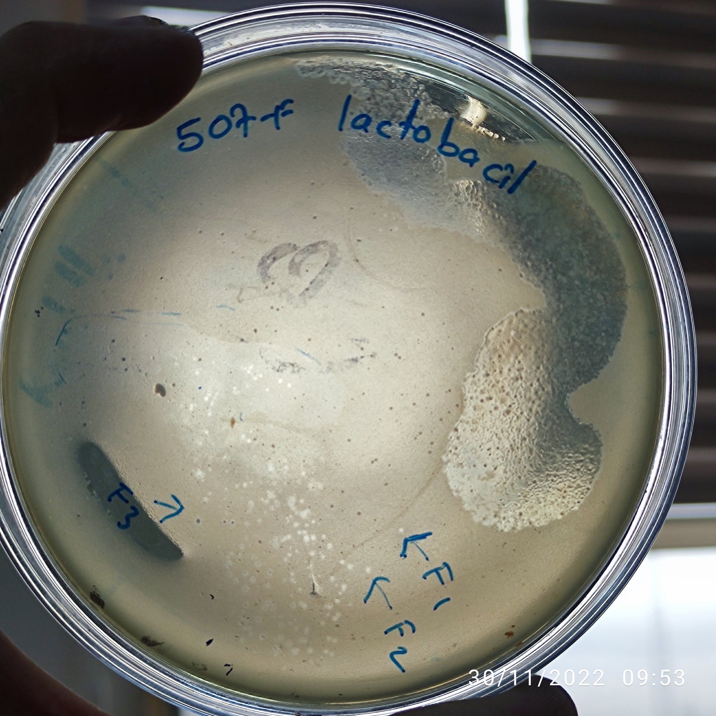 Lactobacillus bacteriophage 200507F