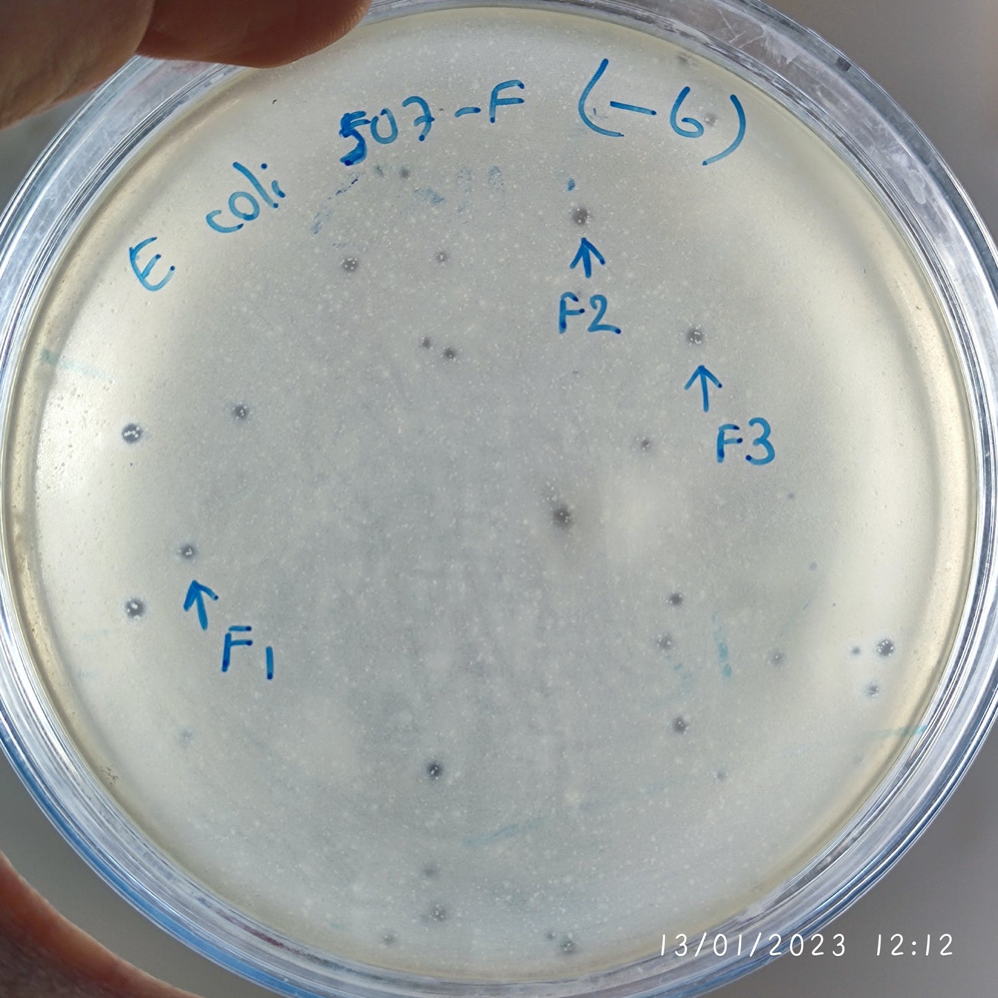 Escherichia coli bacteriophage 100507F