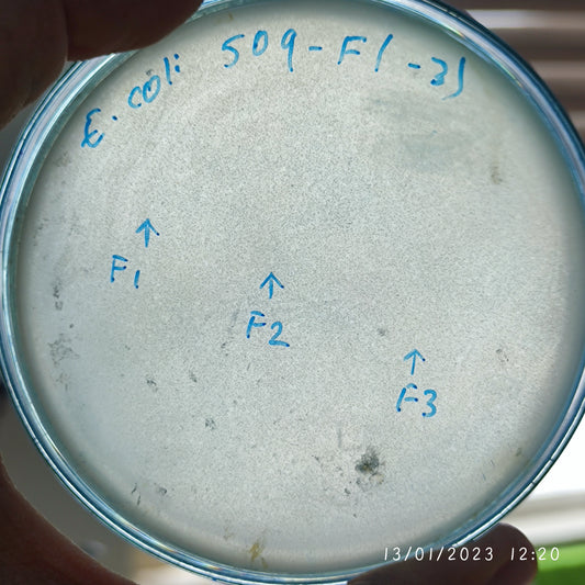 Escherichia coli bacteriophage 100509F