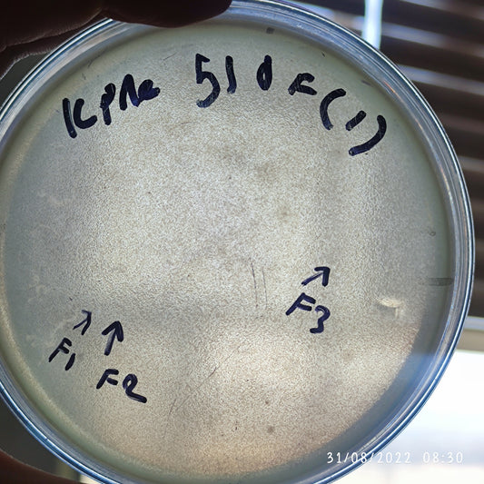 Klebsiella pneumoniae bacteriophage 180510F