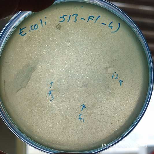 Escherichia coli bacteriophage 100513F