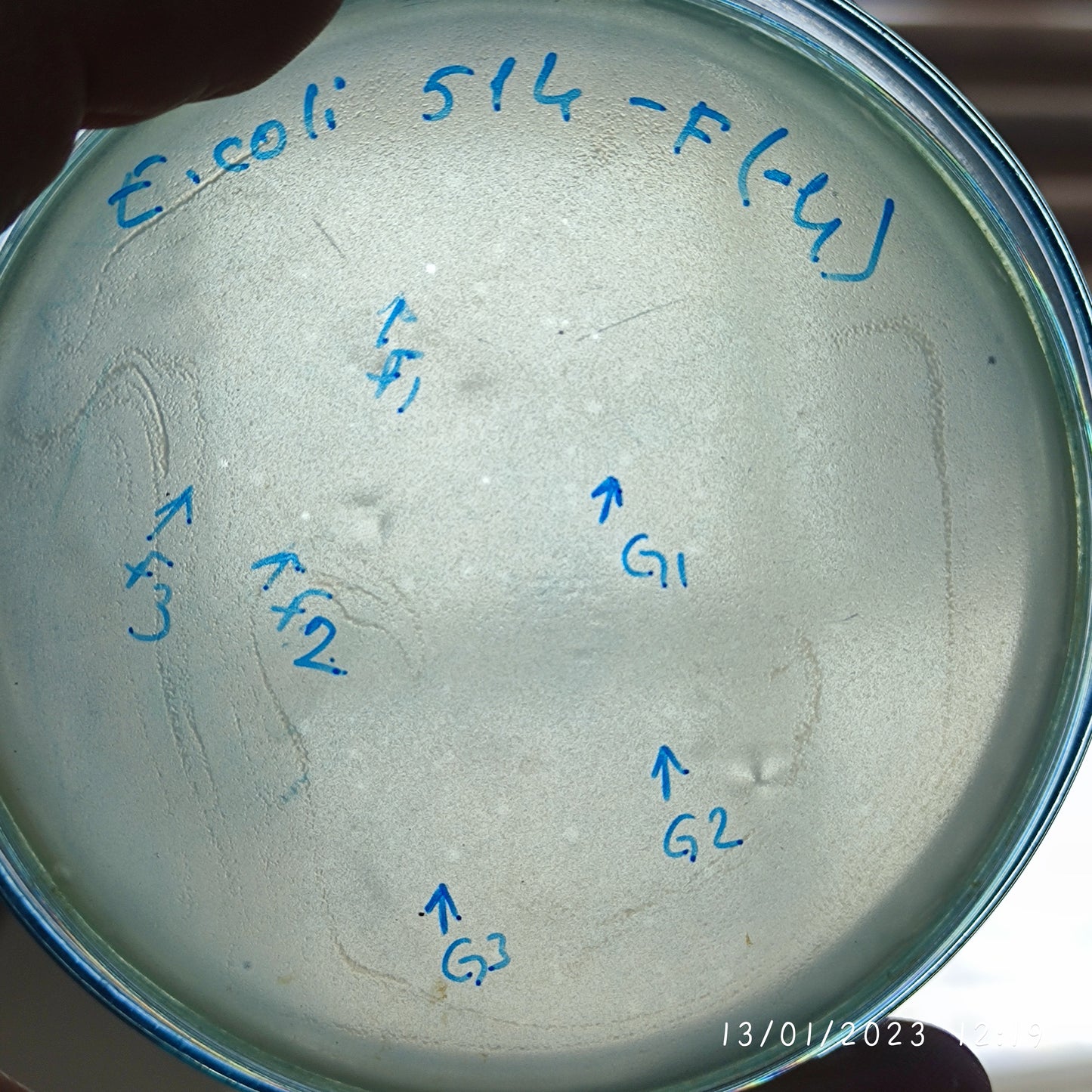 Escherichia coli bacteriophage 100514G